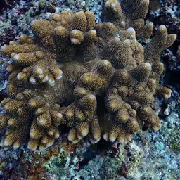Staghorn Coral, photo 2