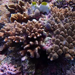 Staghorn Coral, photo 3