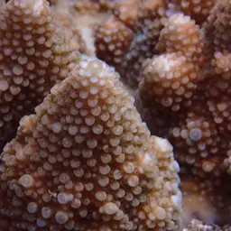 Staghorn Coral, photo 1