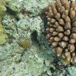 Staghorn Coral, photo 4