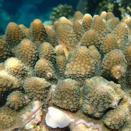 Staghorn Coral, photo 5