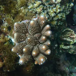 Staghorn Coral, photo 6