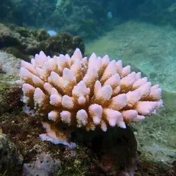Staghorn Coral, photo 7