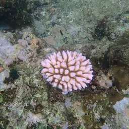 Staghorn Coral, photo 8
