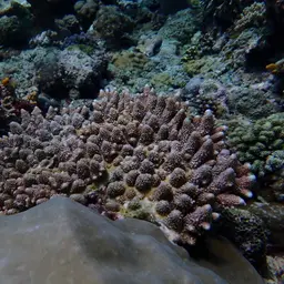 Staghorn Coral, photo 9