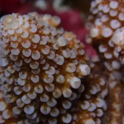Staghorn Coral, photo 10