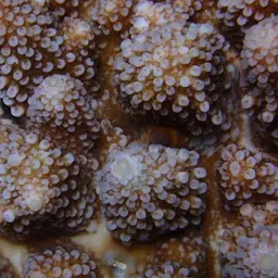Staghorn Coral, photo 11