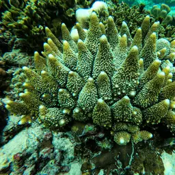 Staghorn Coral, photo 12