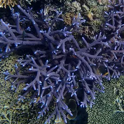 Brown Staghorn Coral