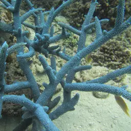 Brown Staghorn Coral, photo 2