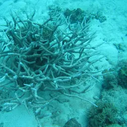 Brown Staghorn Coral, photo 3