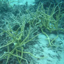 Brown Staghorn Coral, photo 4