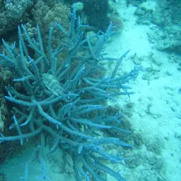Brown Staghorn Coral, photo 5