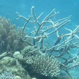 Brown Staghorn Coral, photo 6