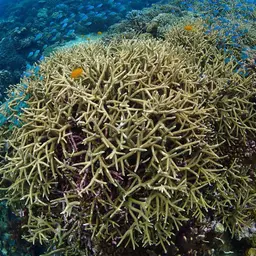 Brown Staghorn Coral, photo 7