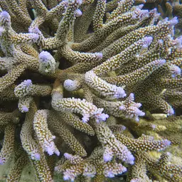Brown Staghorn Coral, photo 8