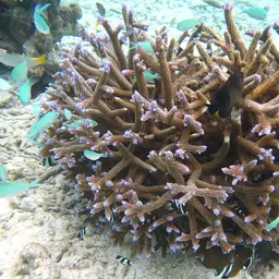 Brown Staghorn Coral, photo 9