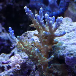 Sky Blue Coral, photo 2