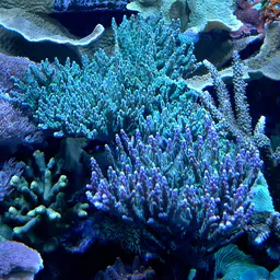 Sky Blue Coral, photo 1