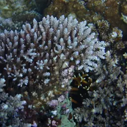 Sky Blue Coral, photo 3