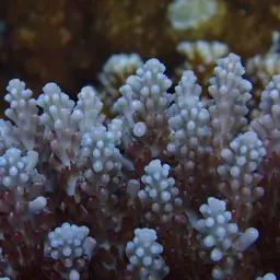 Sky Blue Coral, photo 4