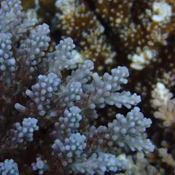 Sky Blue Coral, photo 5