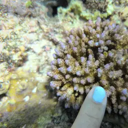 Sky Blue Coral, photo 6
