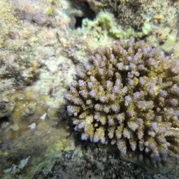Sky Blue Coral, photo 7
