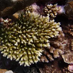 Sky Blue Coral, photo 8