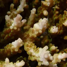 Sky Blue Coral, photo 9