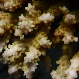 Sky Blue Coral, photo 10