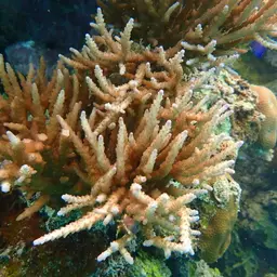 Sky Blue Coral, photo 11