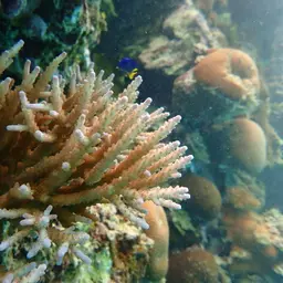 Sky Blue Coral, photo 12