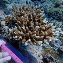 Branching Staghorn Coral, photo 2