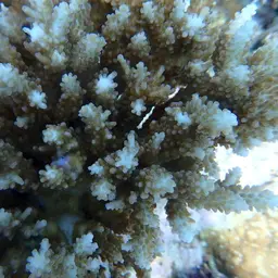 Branching Staghorn Coral, photo 3