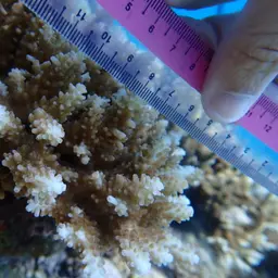 Branching Staghorn Coral, photo 4