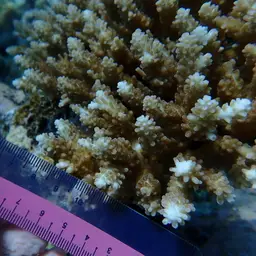 Branching Staghorn Coral, photo 5