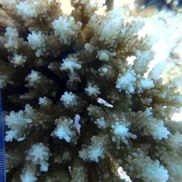 Branching Staghorn Coral, photo 6