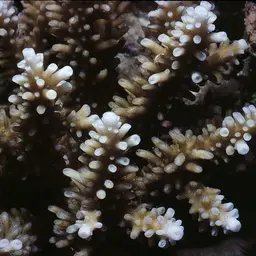 Branching Staghorn Coral, photo 7