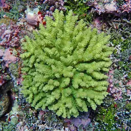 Branching Staghorn Coral