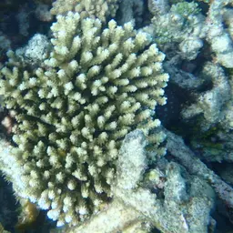 Branching Staghorn Coral, photo 8