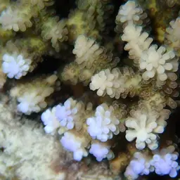 Branching Staghorn Coral, photo 9