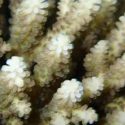 Branching Staghorn Coral, photo 10