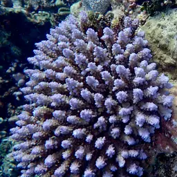 Branching Staghorn Coral, photo 11
