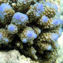 Branching Staghorn Coral, photo 12