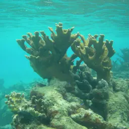 Elkhorn Coral, photo 1