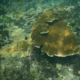 Elkhorn Coral, photo 2