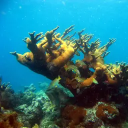 Elkhorn Coral, photo 3