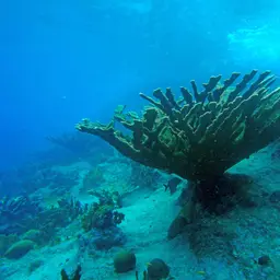 Elkhorn Coral, photo 4