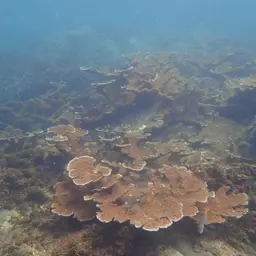Elkhorn Coral, photo 5